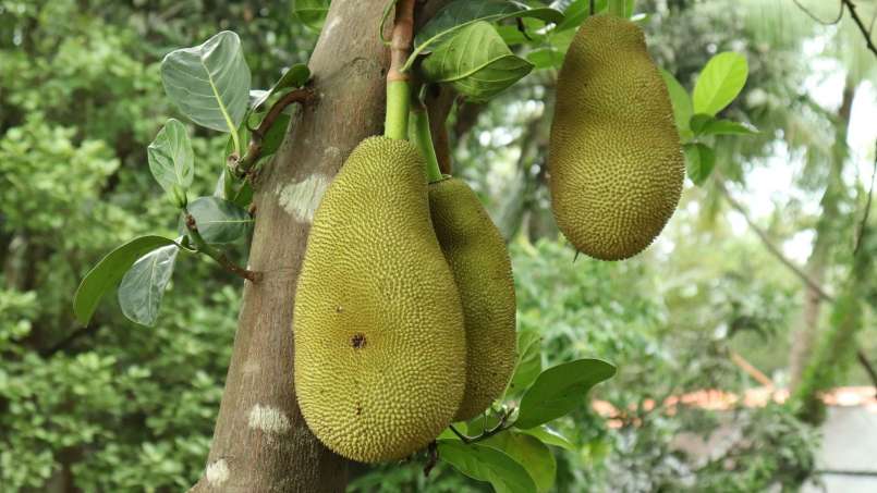 Owoce egzotyczne i ich korzyści zdrowotne, zdjęcie 5