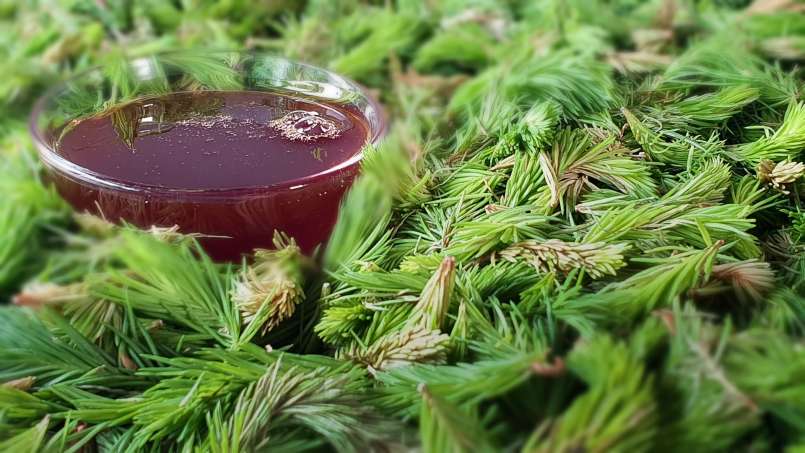 Syrop z pączków sosny, zdjęcie 8