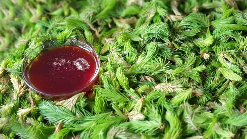 Syrop z pączków sosny, zdjęcie 10