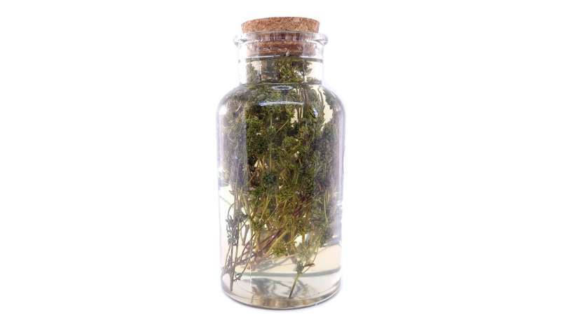 Macerat tymianku z miodem, zdjęcie 3