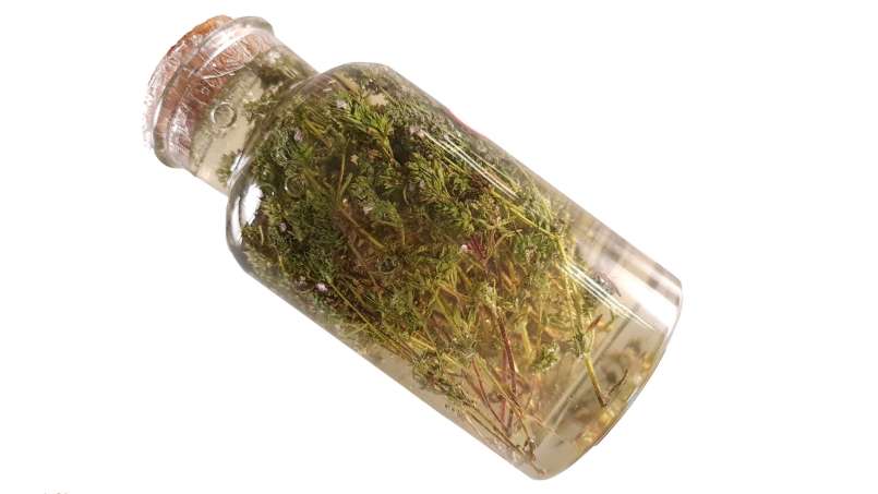 Macerat tymianku z miodem, zdjęcie 4