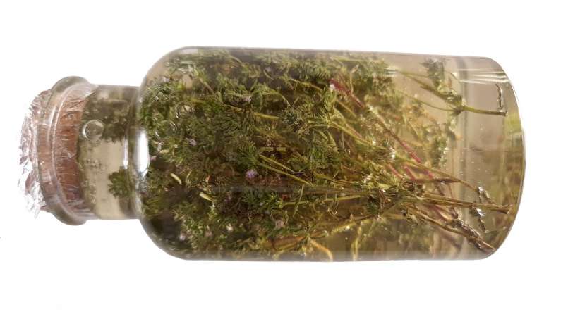 Macerat tymianku z miodem, zdjęcie 5