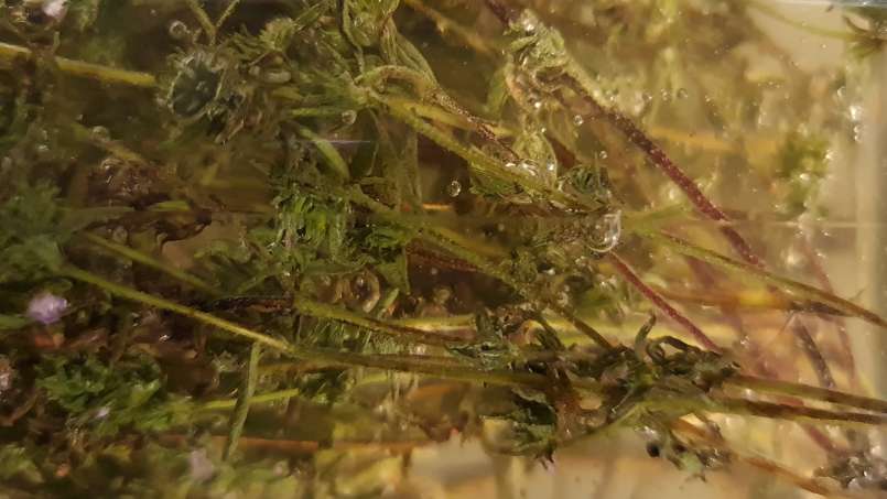 Macerat tymianku z miodem, zdjęcie 8