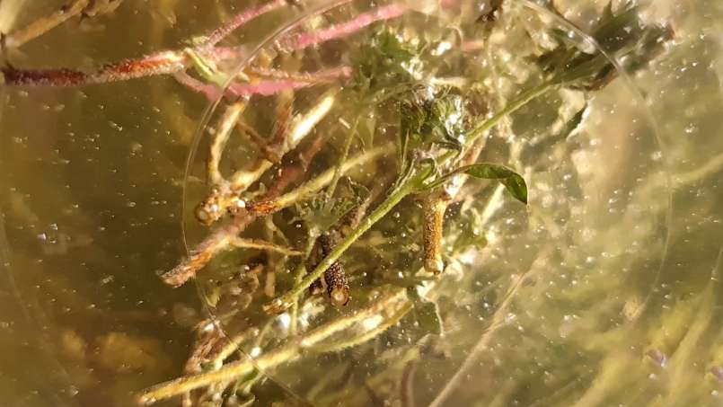 Macerat tymianku z miodem, zdjęcie 9